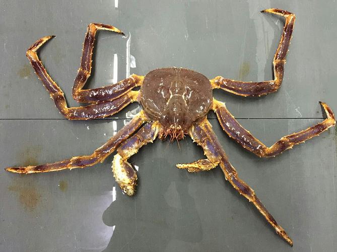 海产品批发供应 俄罗斯进口帝王蟹 野生鲜活帝皇蟹 深海螃蟹类